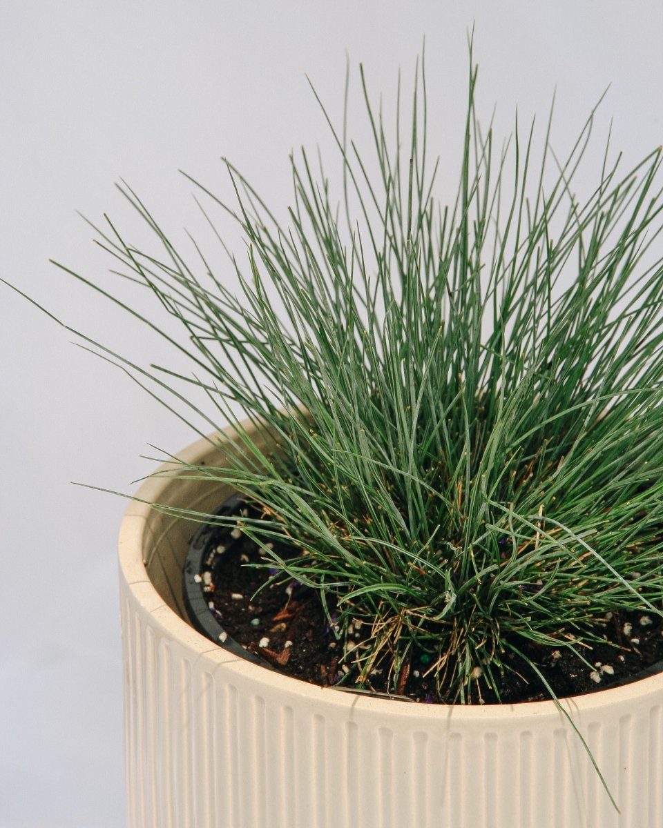 Elijah Blue Fescue - LandscapeDirect
