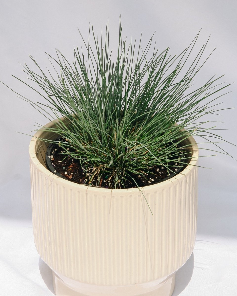 Elijah Blue Fescue - LandscapeDirect