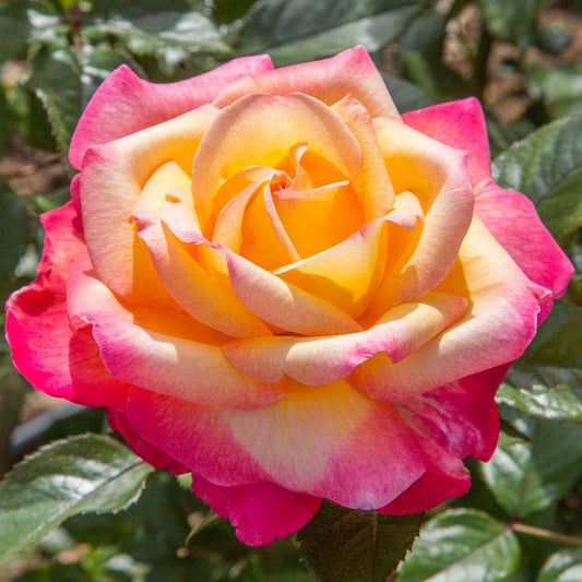 Enchanted Peace™ Hybrid T Rose - LandscapeDirect