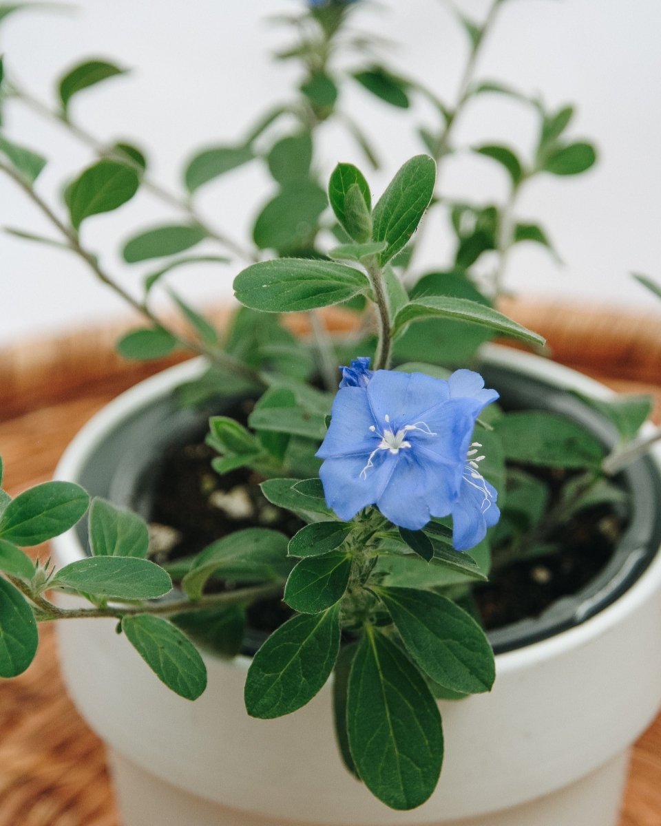 Evolvulus Blue My Mind - LandscapeDirect