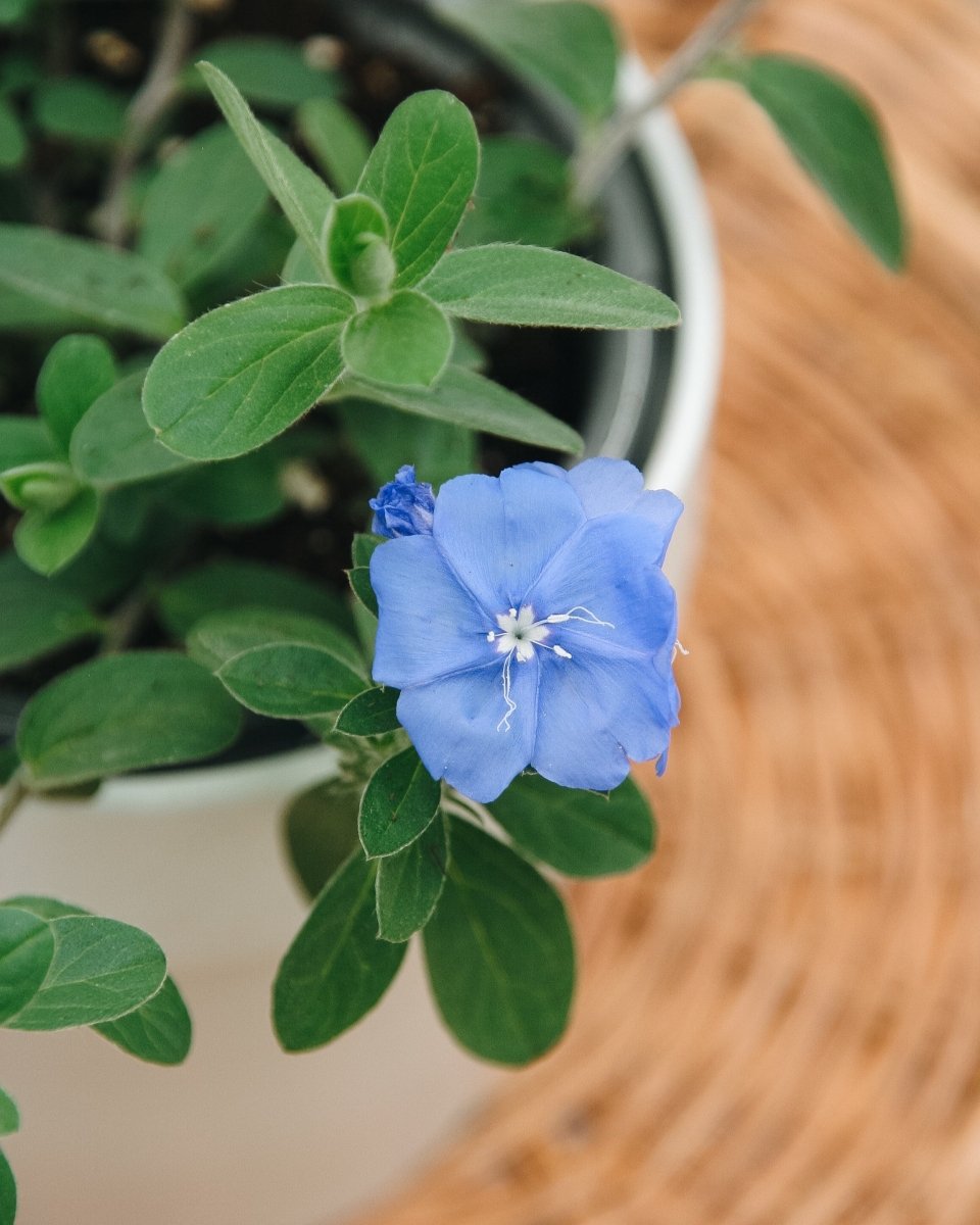 Evolvulus Blue My Mind - LandscapeDirect