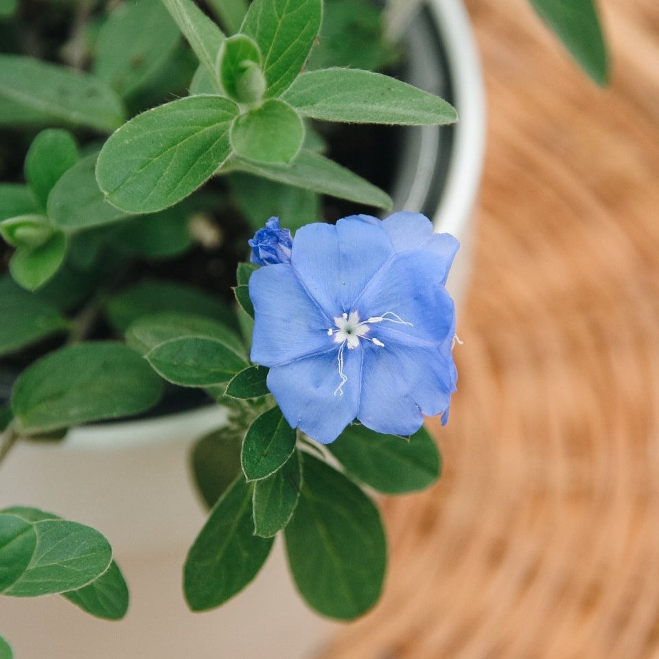Evolvulus Blue My Mind - LandscapeDirect