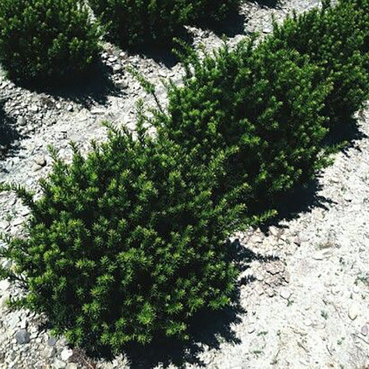 Fairview Hybrid Yew - LandscapeDirect