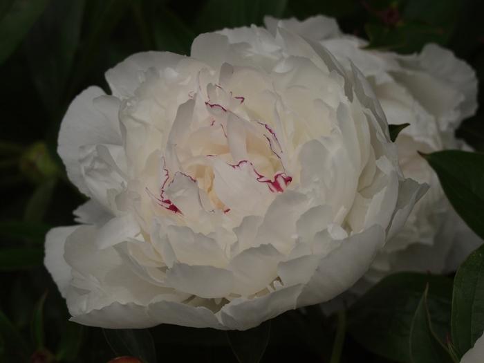 Festiva Maxima Peony - LandscapeDirect