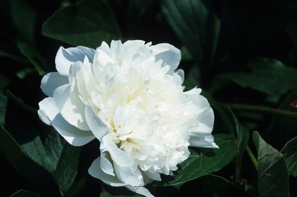 Festiva Maxima Peony - LandscapeDirect
