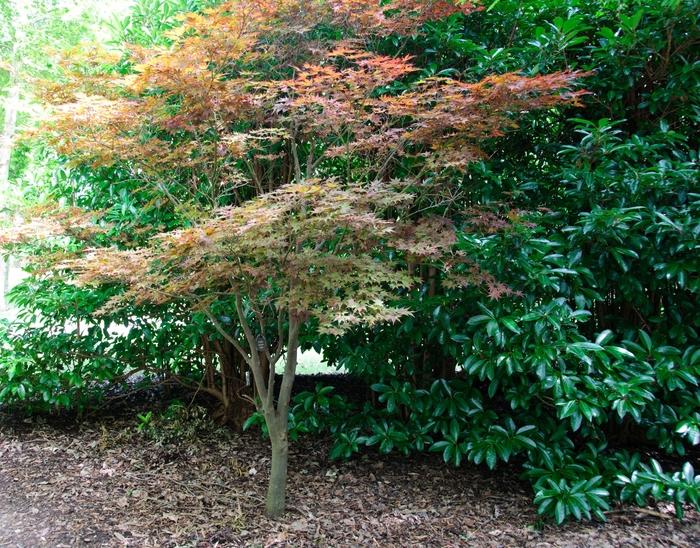 Fire Glow Japanese Maple - LandscapeDirect