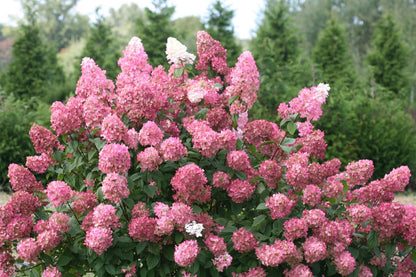 Fire Light Panicle Hydrangea - LandscapeDirect