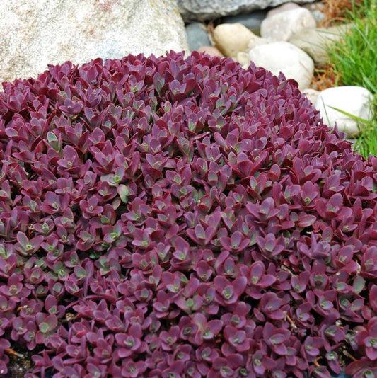 Firecracker Stonecrop - LandscapeDirect