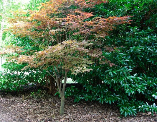 Fire Glow Japanese Maple