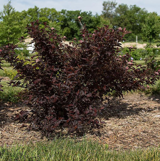 Fireside Ninebark - LandscapeDirect