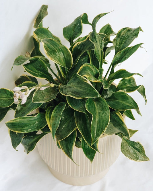 First Frost Plantain Lily - LandscapeDirect