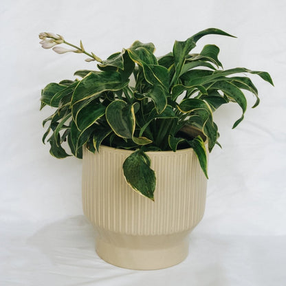 First Frost Plantain Lily - LandscapeDirect