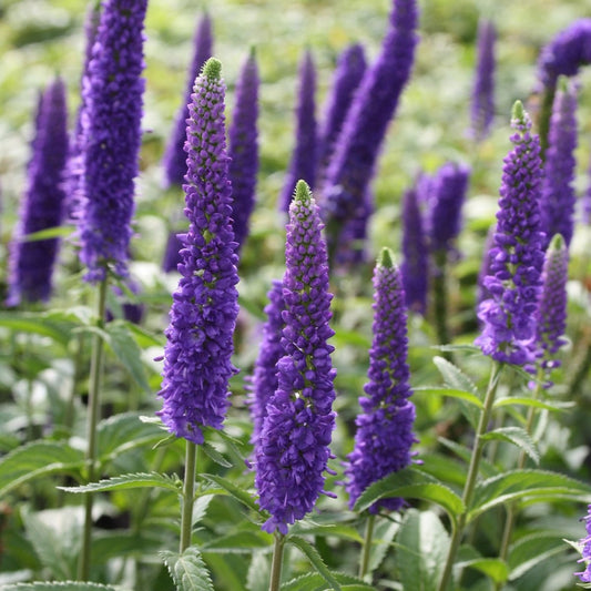 First Glory Speedwell - LandscapeDirect