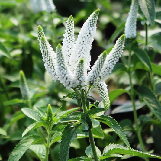 First Lady Speedwell - LandscapeDirect
