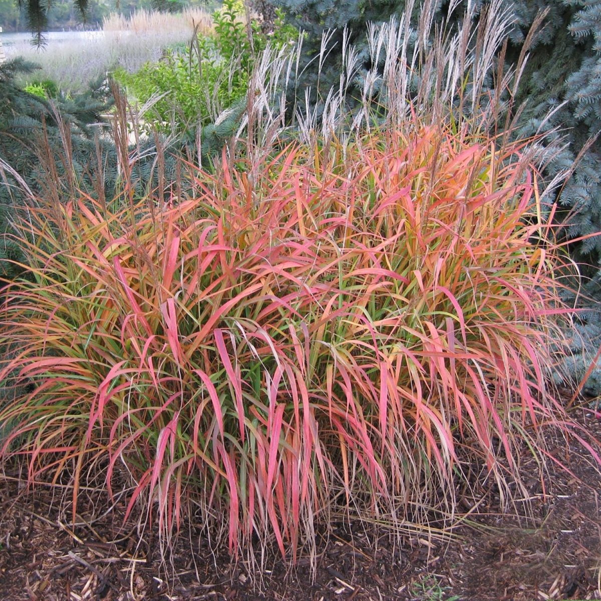 Flame Grass - LandscapeDirect