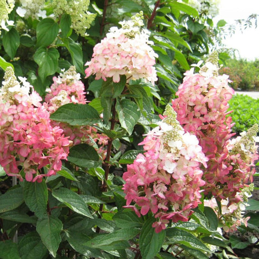 Flare Hydrangea - LandscapeDirect