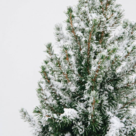 Flocked Dwarf Alberta Spruce - LandscapeDirect