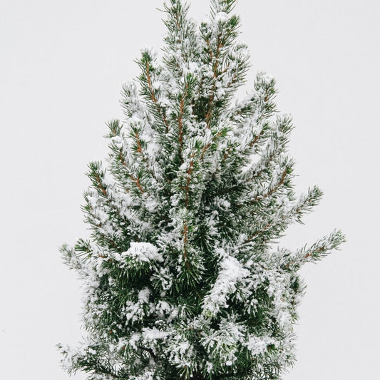 Flocked Dwarf Alberta Spruce - LandscapeDirect