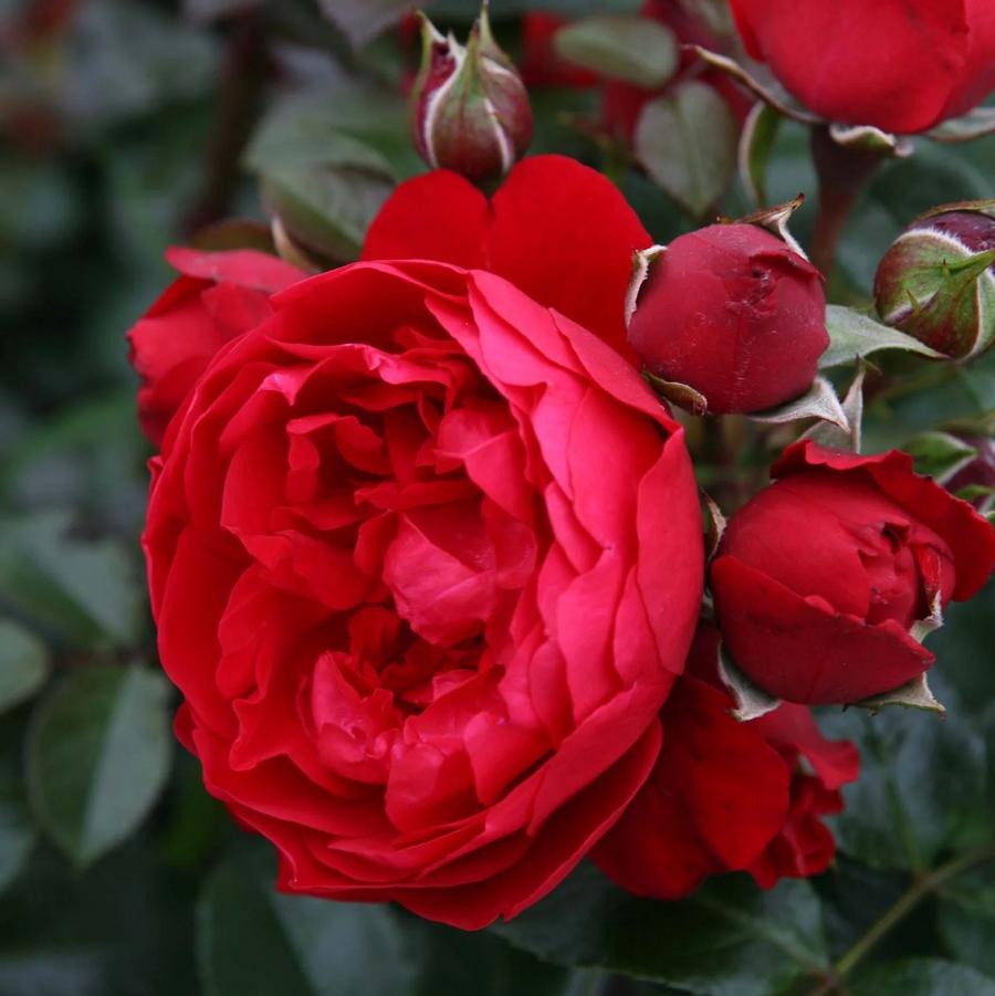 Florentina Arborose Rose