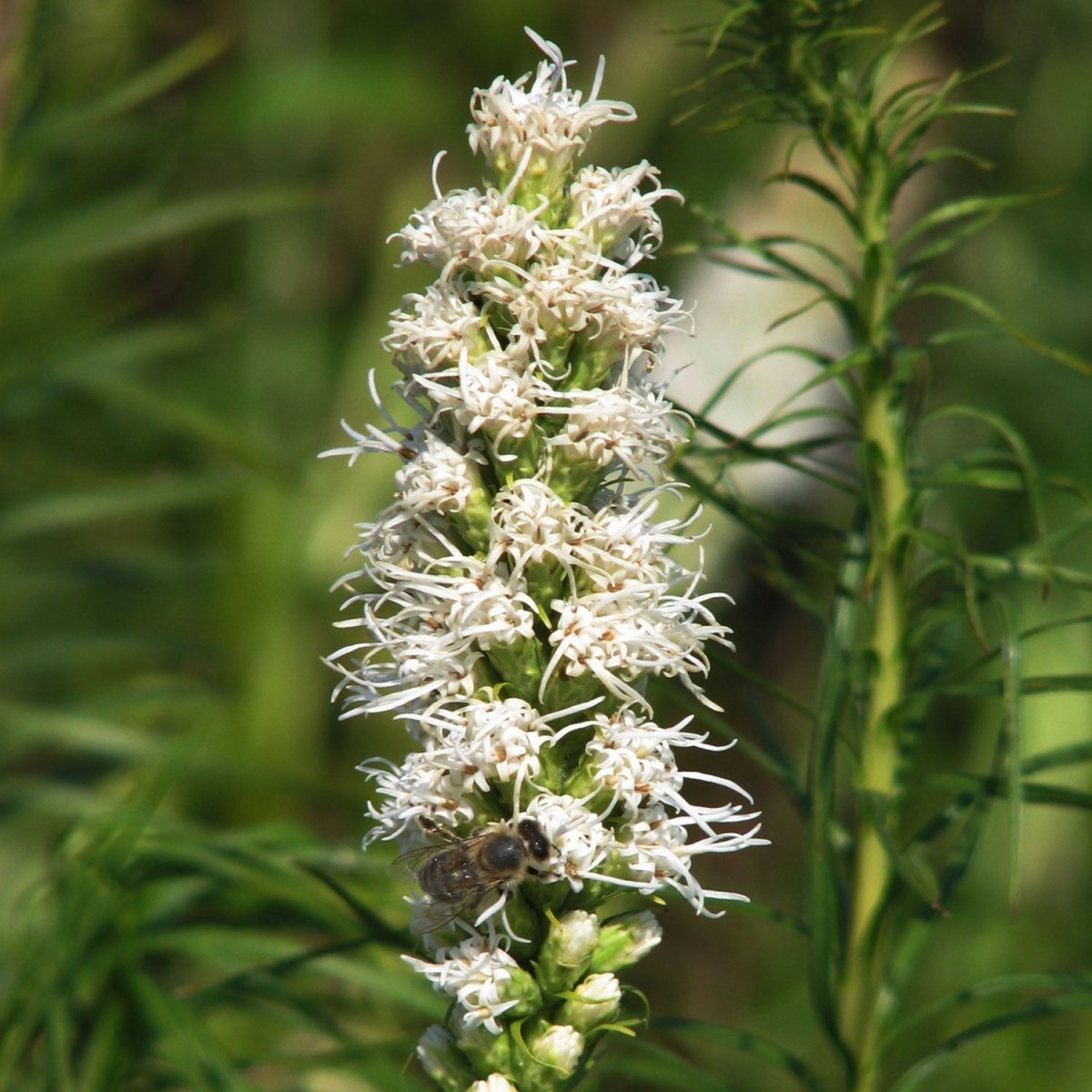 Floristan White Blazing Star - LandscapeDirect