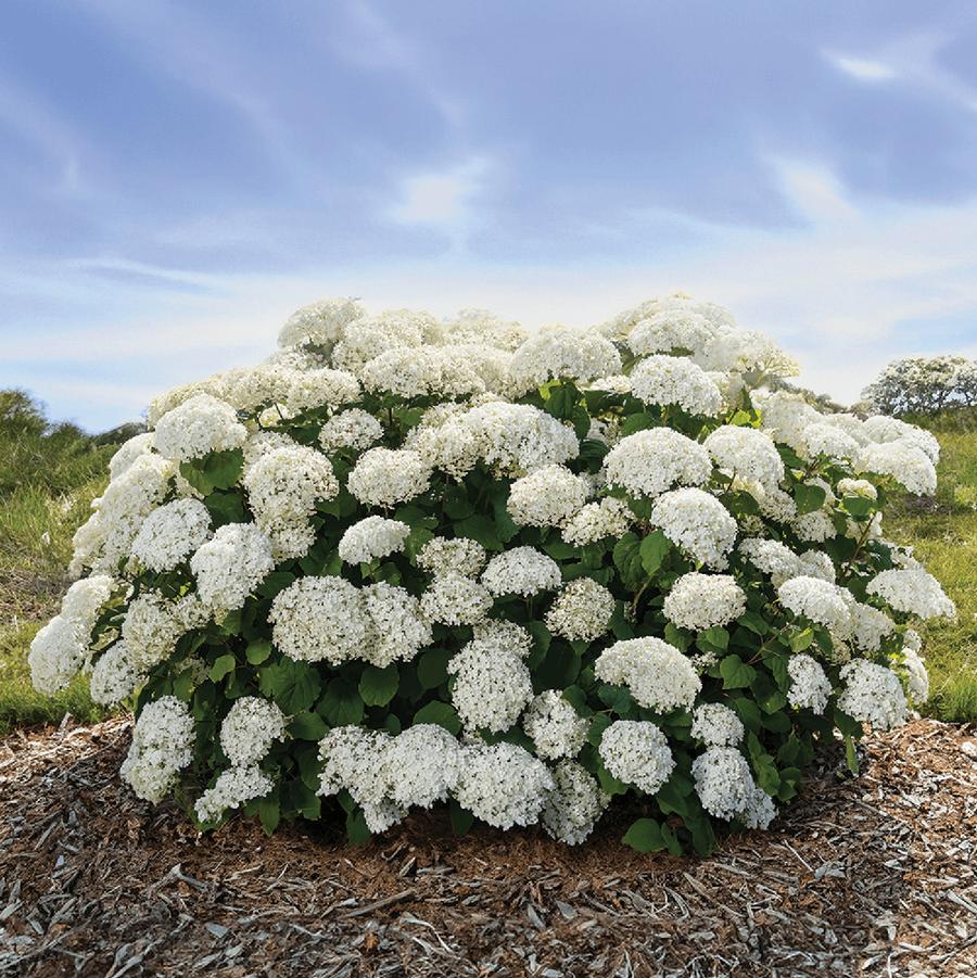 Flowerfull Smooth Hydrangea - LandscapeDirect