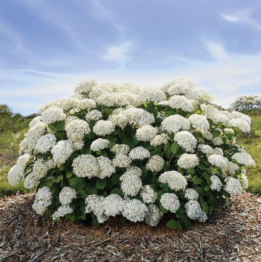 Flowerfull Smooth Hydrangea - LandscapeDirect