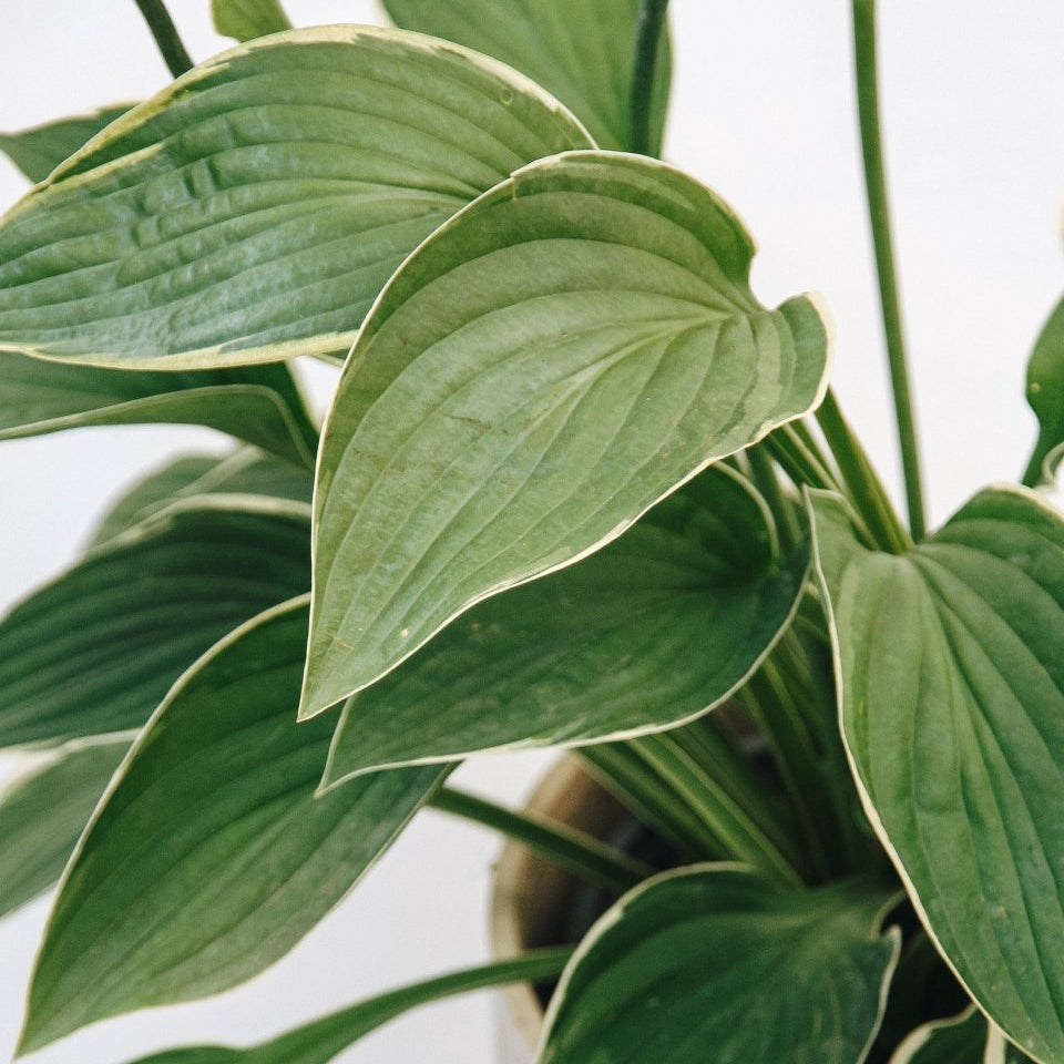 Francee Hosta - LandscapeDirect