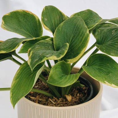 Frances Williams Hosta - LandscapeDirect