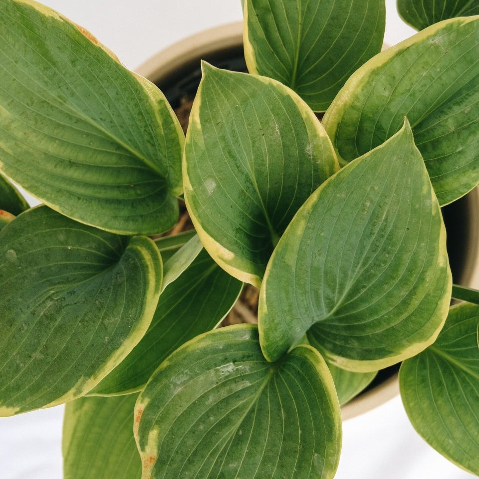Frances Williams Hosta - LandscapeDirect