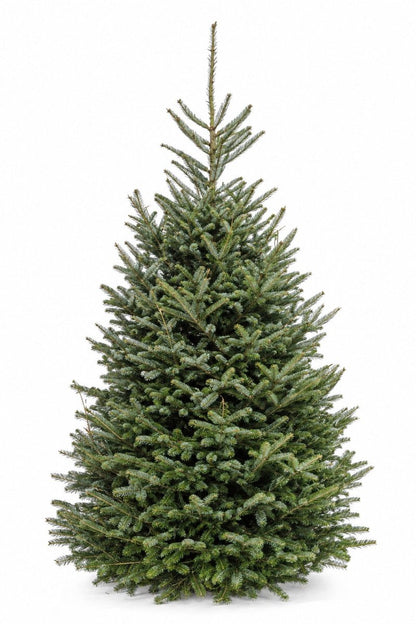 Fresh Cut Fraser Fir Christmas Tree - 6ft - LandscapeDirect
