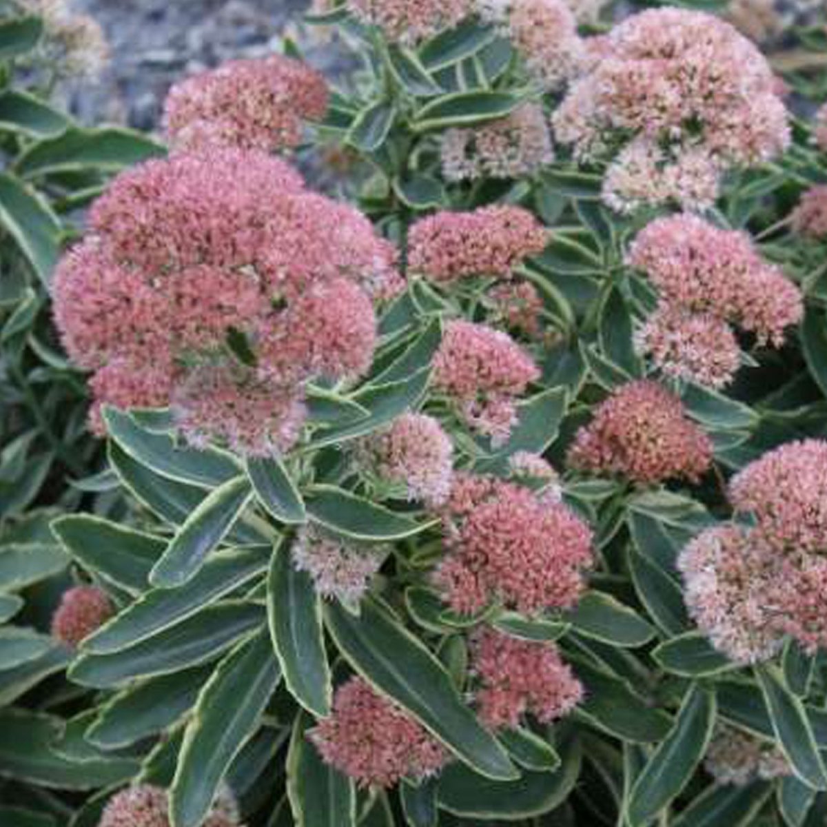 Frosted Fire Stonecrop - LandscapeDirect