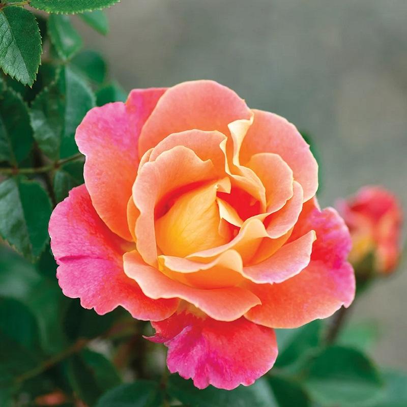 Fruity Petals Rose