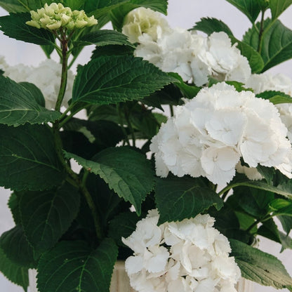 Galaxy White Bigleaf Hydrangea - LandscapeDirect