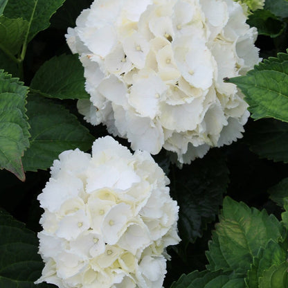 Galaxy White Bigleaf Hydrangea - LandscapeDirect