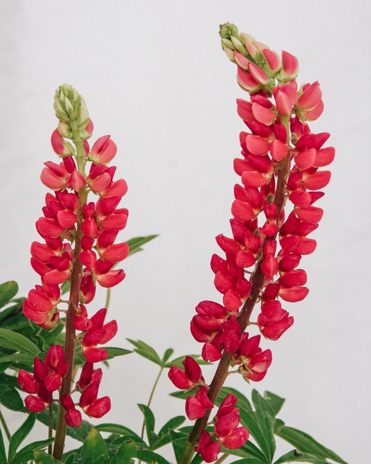 Gallery Red Lupine - LandscapeDirect