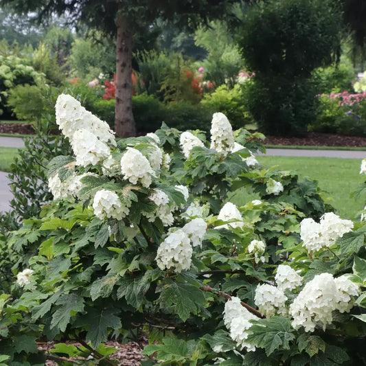 Gatsby Glow Ball Oakleaf Hydrangea - LandscapeDirect