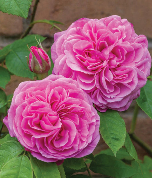 Gertrude Jekyll Climbing Rose - LandscapeDirect