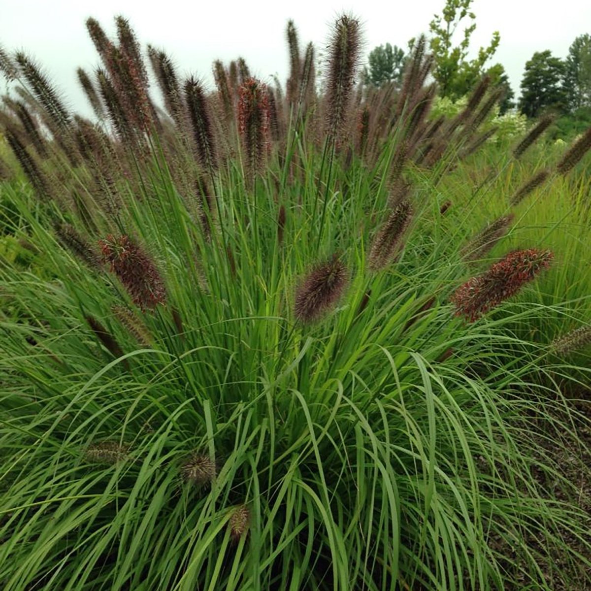 Grasses – LandscapeDirect