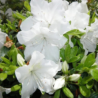 Girard's Pleasant White Azalea - LandscapeDirect