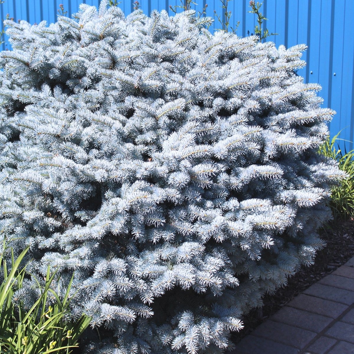 Globe Blue Spruce - LandscapeDirect