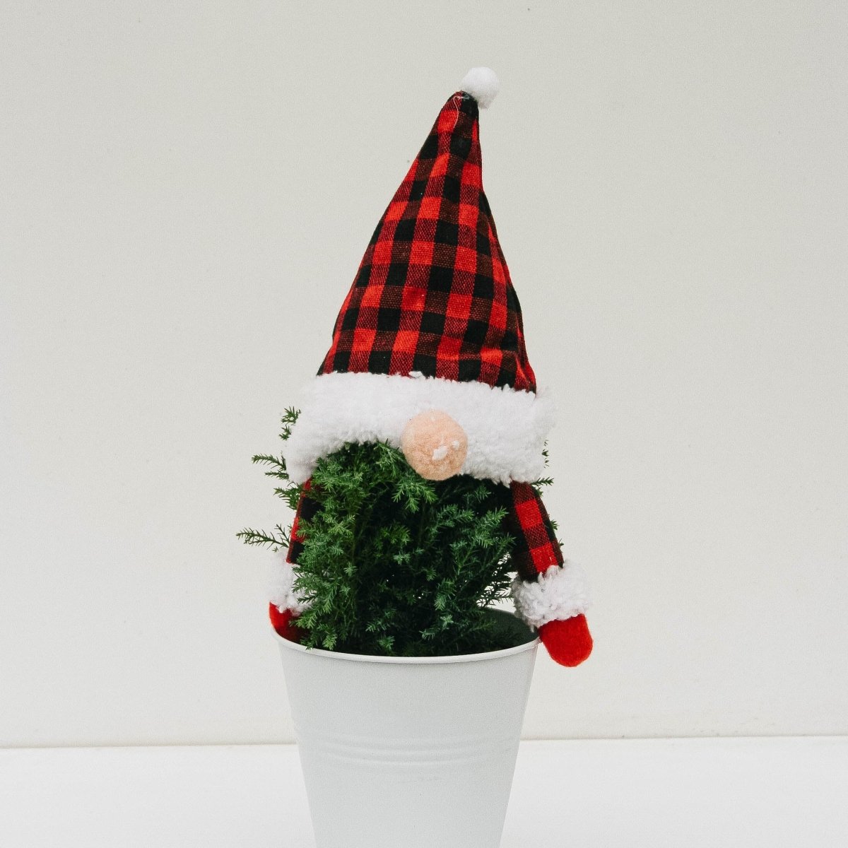 Gnome Cypress - 5 Inch Tin Pot - LandscapeDirect