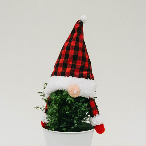 Gnome Cypress - 5 Inch Tin Pot - LandscapeDirect