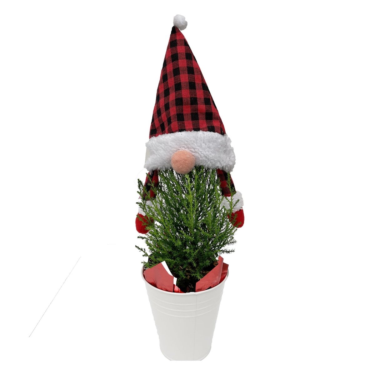 Gnome Tree Lemon Cypress - 5 Inch Tin Pot - LandscapeDirect