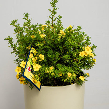 Gold Finger Cinquefoil - LandscapeDirect