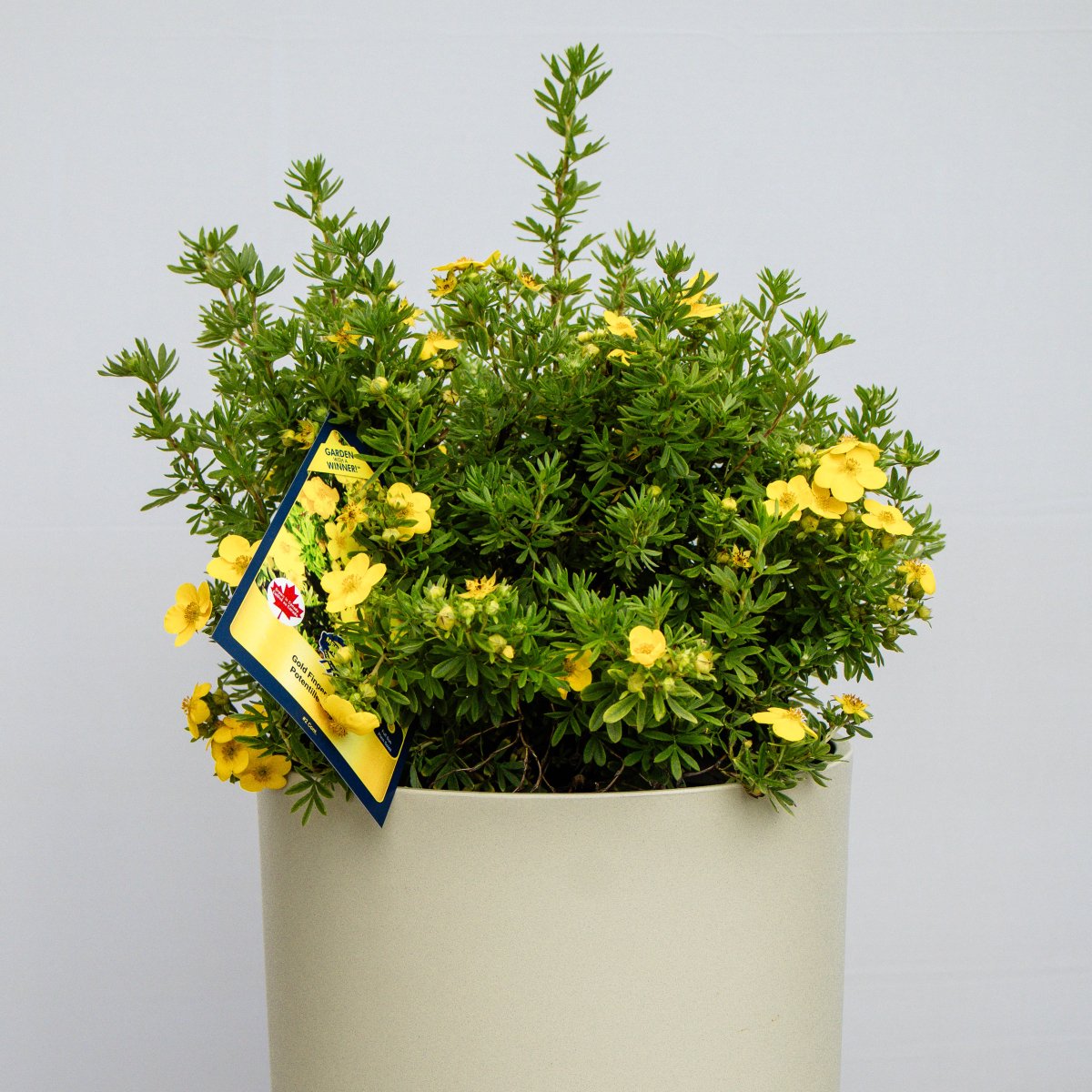 Gold Finger Cinquefoil - LandscapeDirect