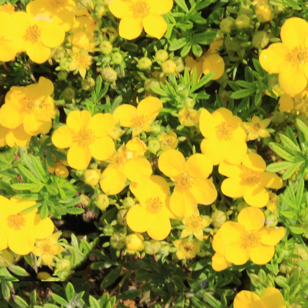 Gold Finger Cinquefoil - LandscapeDirect