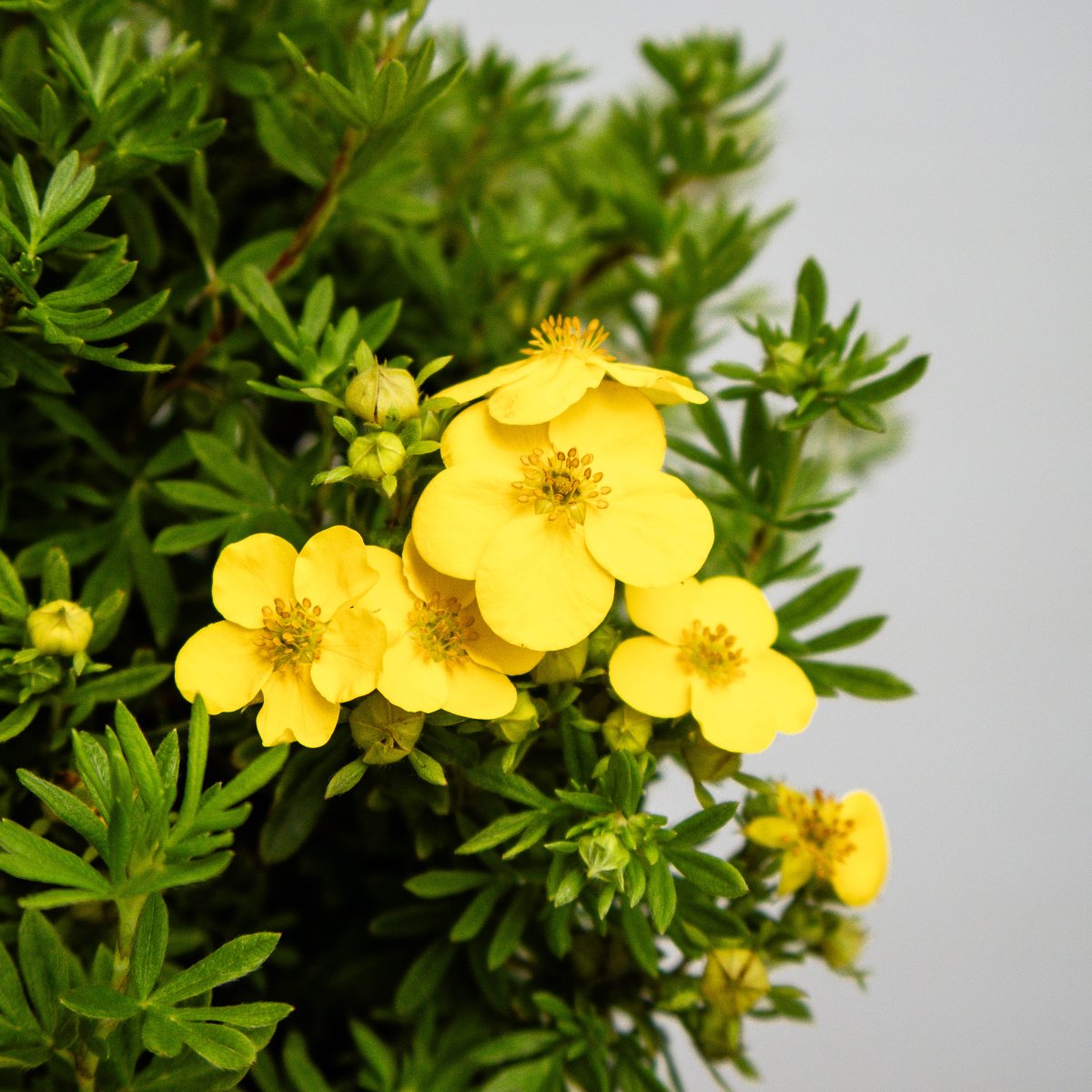 Gold Finger Cinquefoil - LandscapeDirect