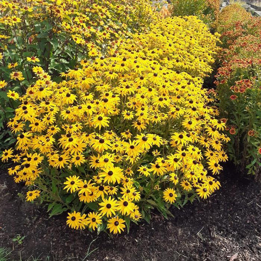 Goldblitz Black-eyed Susan - LandscapeDirect
