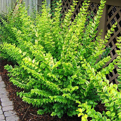 Golden California Privet - LandscapeDirect