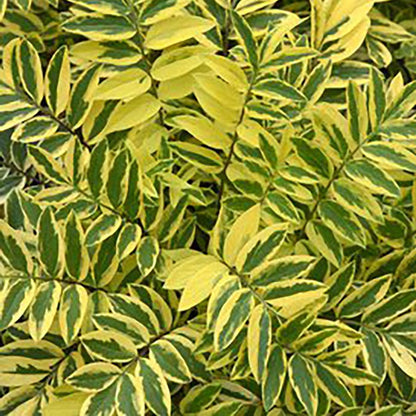 Golden Feathers Jacob's Ladder - LandscapeDirect